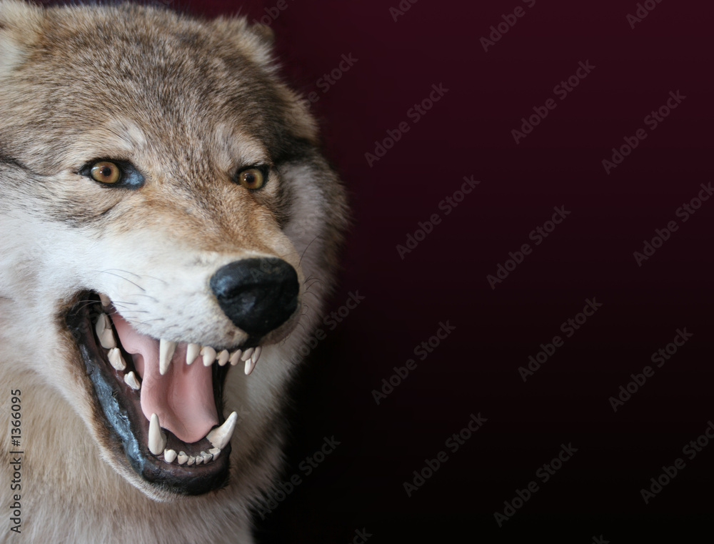 Naklejka premium wolf