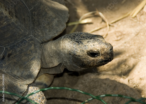 Photography tortoise