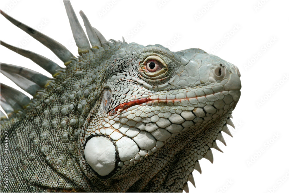 iguana iguana