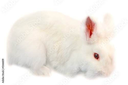 albino netherland dwarf rabbit