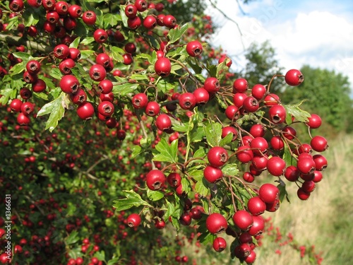 berries