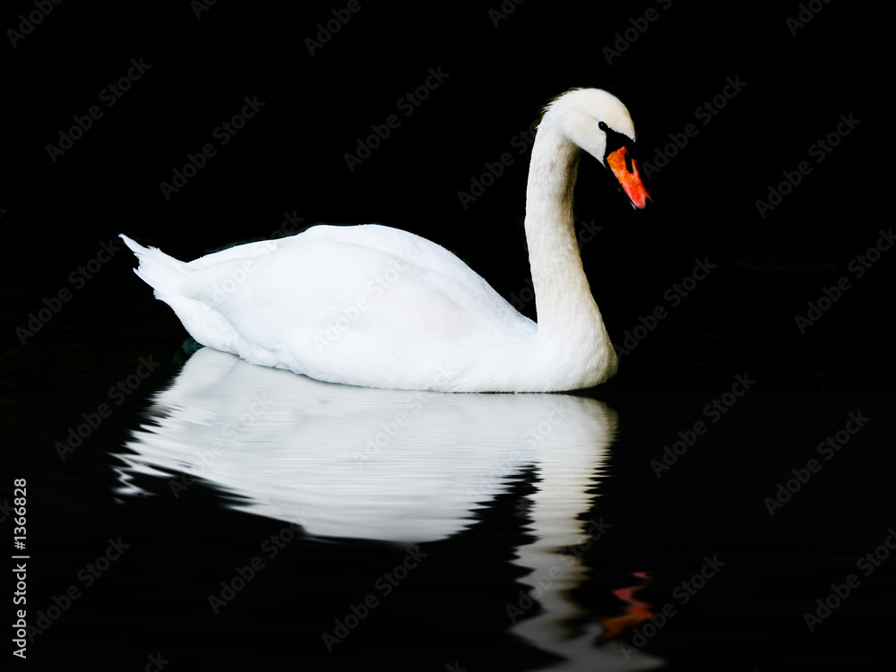 Fototapeta premium white swan