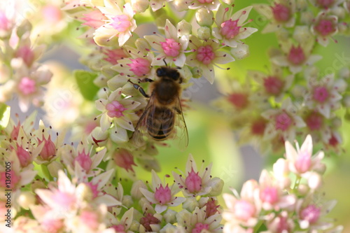 bee on white flowers