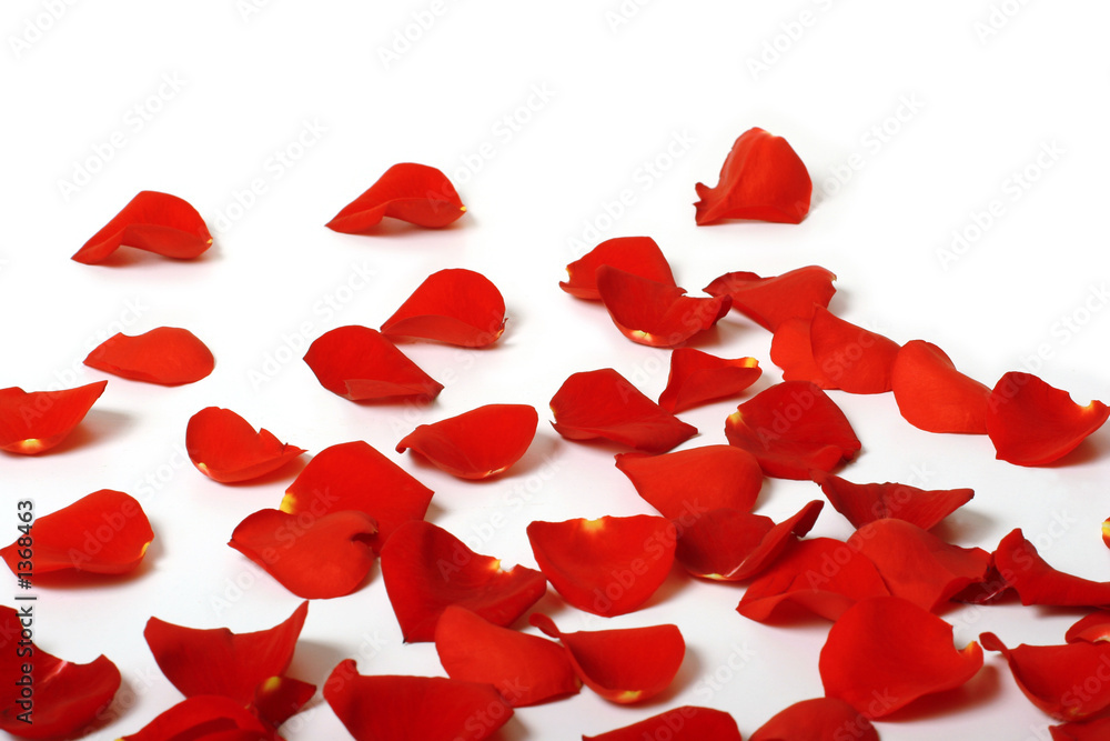 Fototapeta premium płatki róż