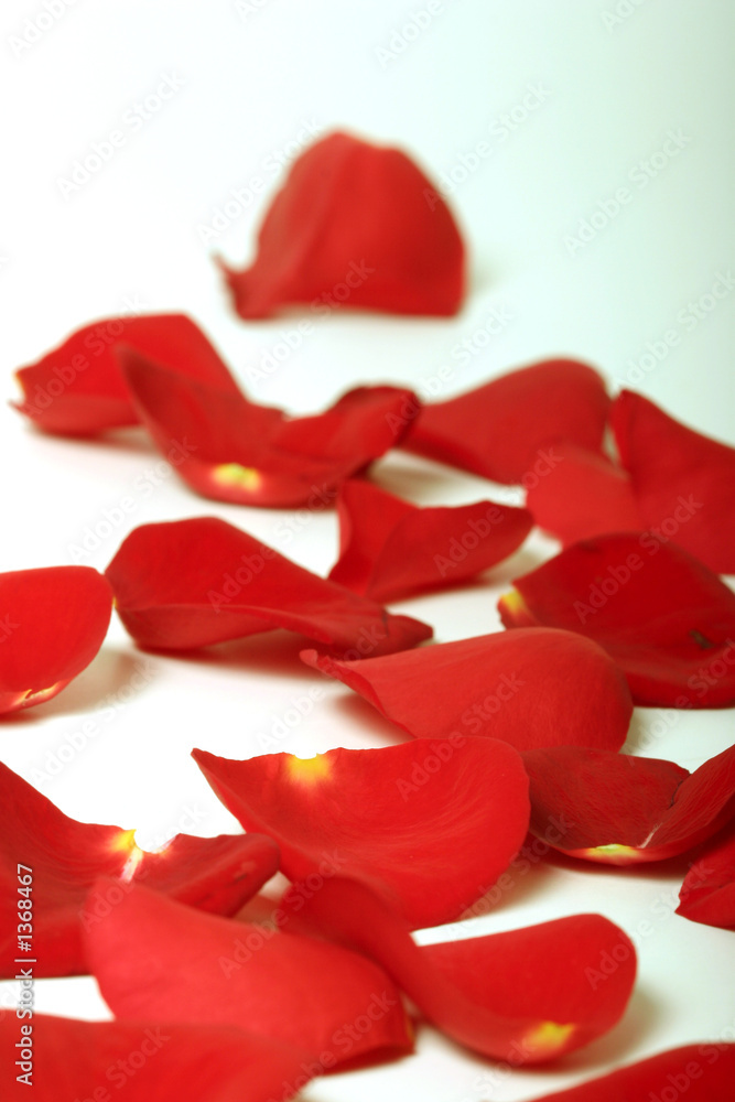 Fototapeta premium rose petals