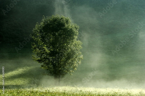Принти на полотні tree in the fogg