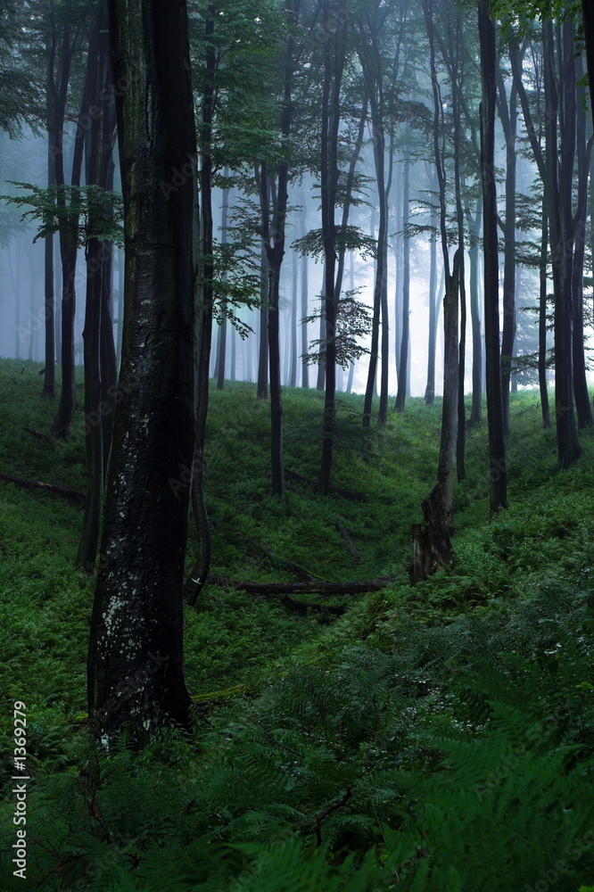 Fototapeta premium mystical forest