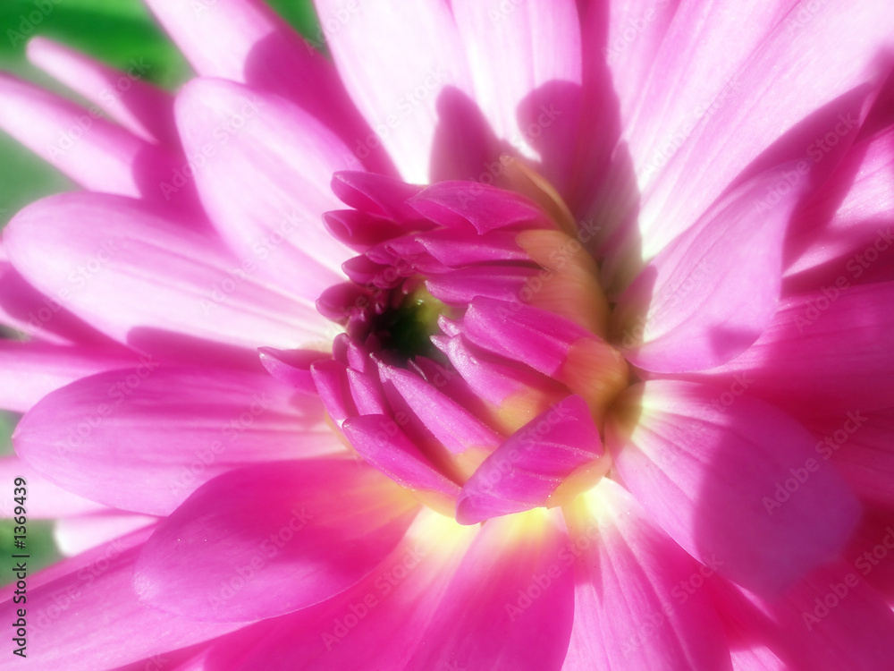 Obraz premium dahlia 6