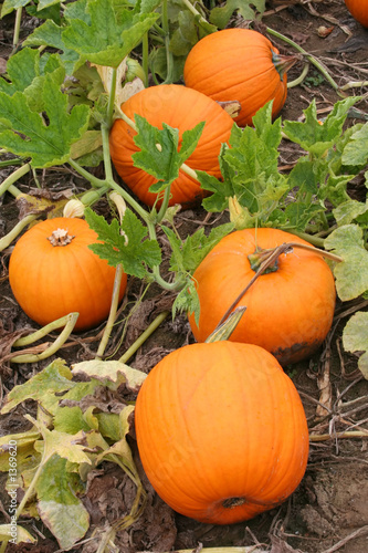 pumpkin patch