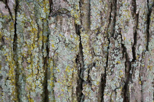 bark