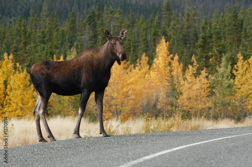elan au bord de l'alaska highway en automne