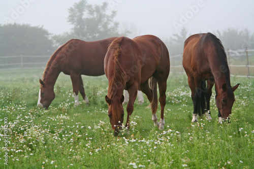nebel wiese