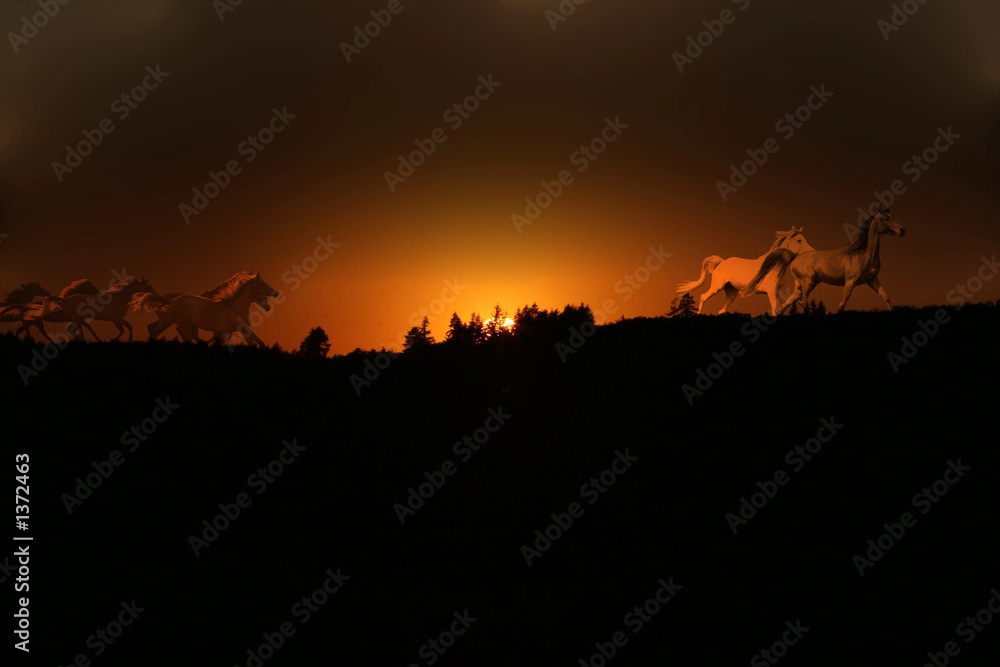 wildpferde im sonnenuntergang