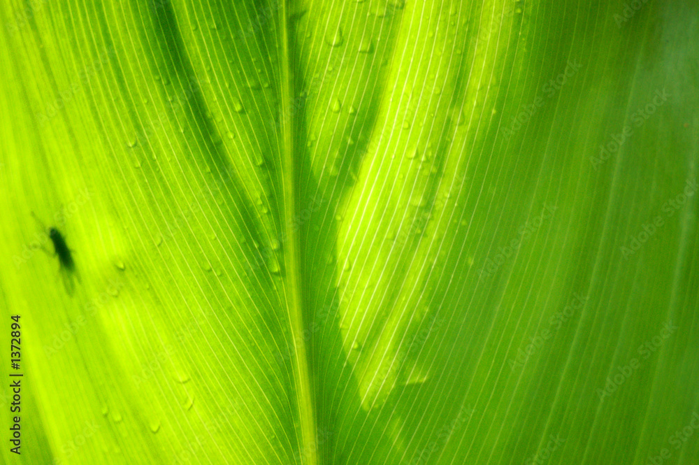 hintergrund blatt hintergrund blatt