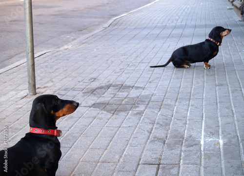 Fototapeta Naklejka Na Ścianę i Meble -  waiting dogs