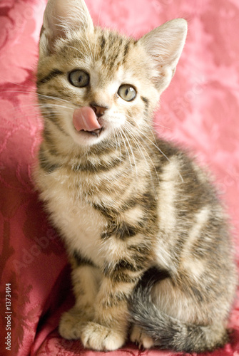 chaton11