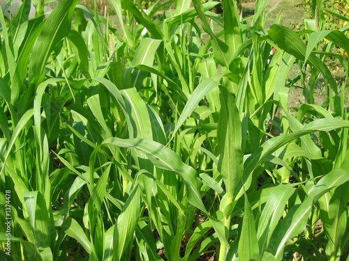 maize