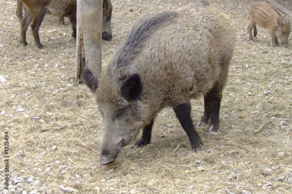 wildschwein