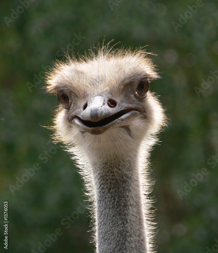 emu