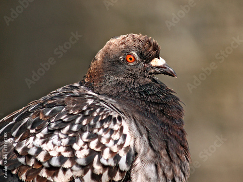 young pigeon