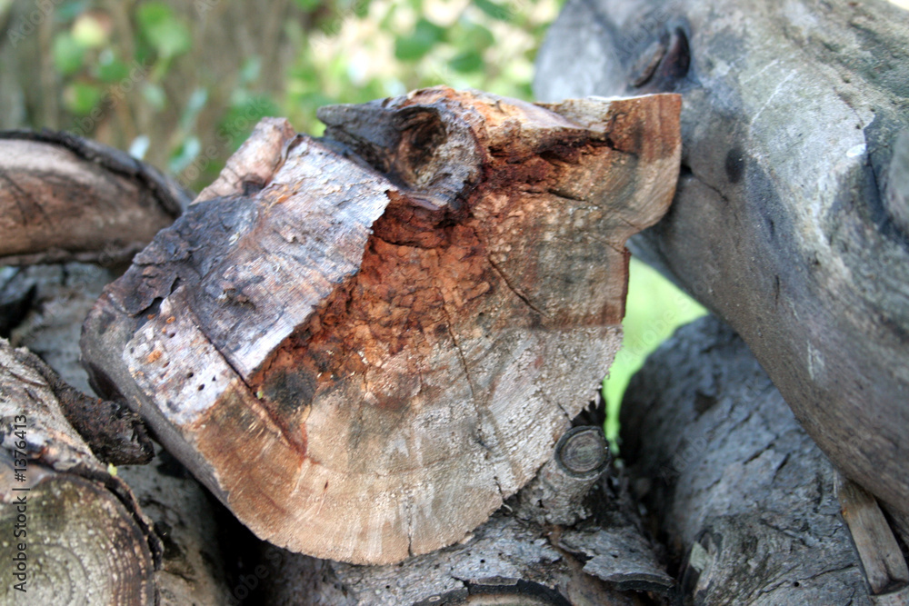 Fototapeta premium buche