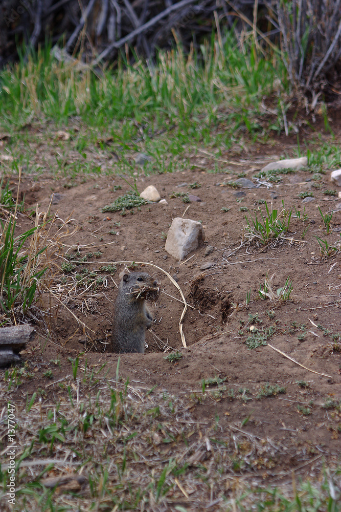 prairie dog