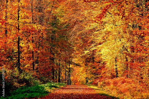 chemin d'automne © Sainte-Laudy