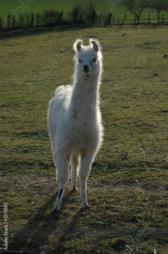jeune lama © Maud zendessin