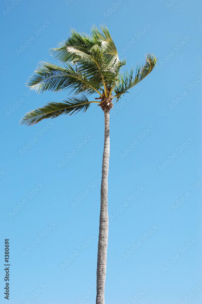 palm tree over beach