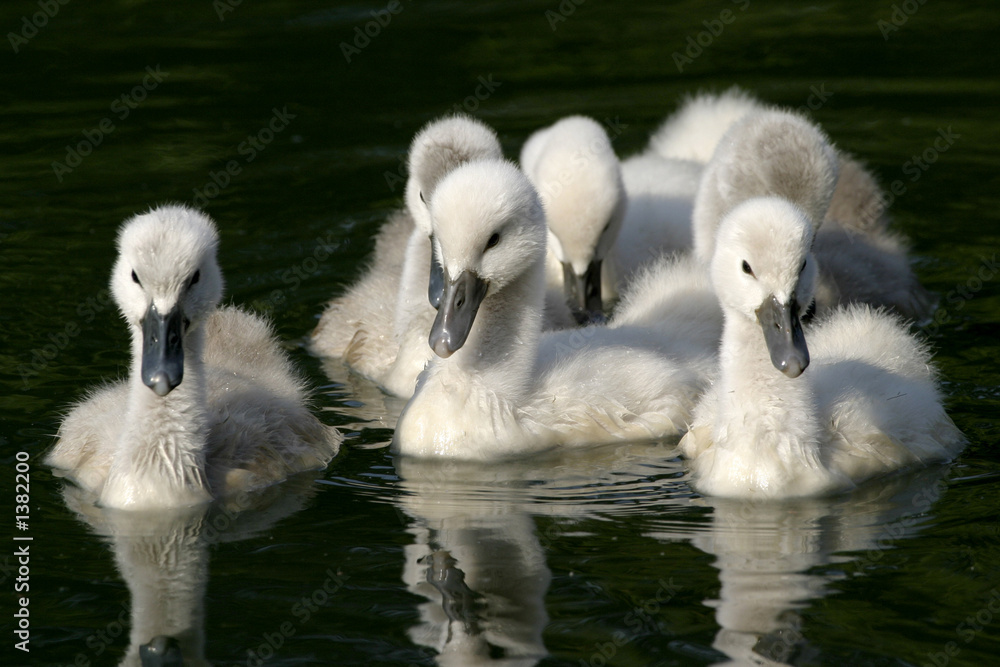 Fototapeta premium bébés cygnes