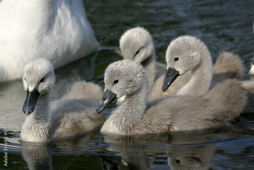 bébés cygnes