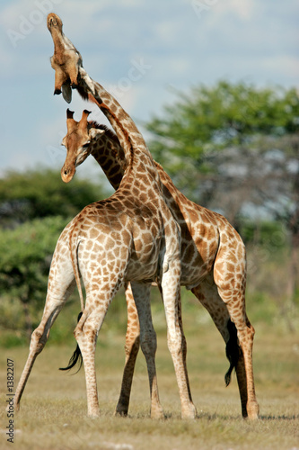 Photography giraffes