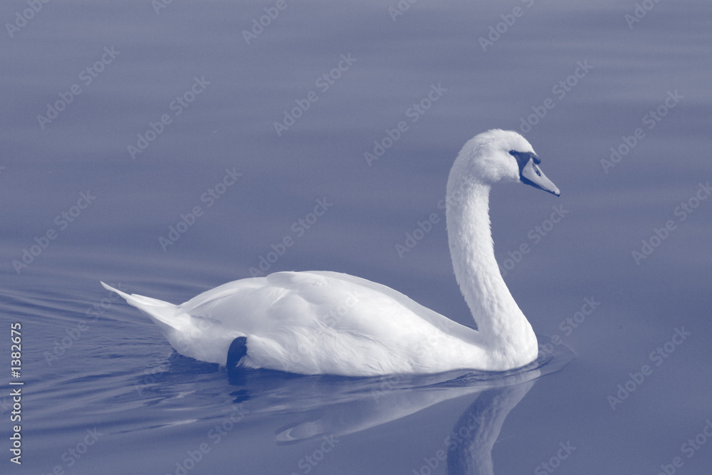 Fototapeta premium schwan