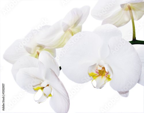 Fototapeta Naklejka Na Ścianę i Meble -  white phalenopsis orchids