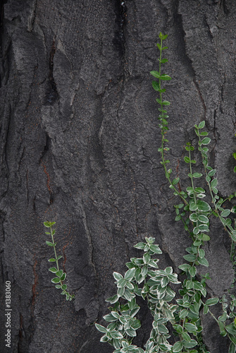 tree bark & ivy