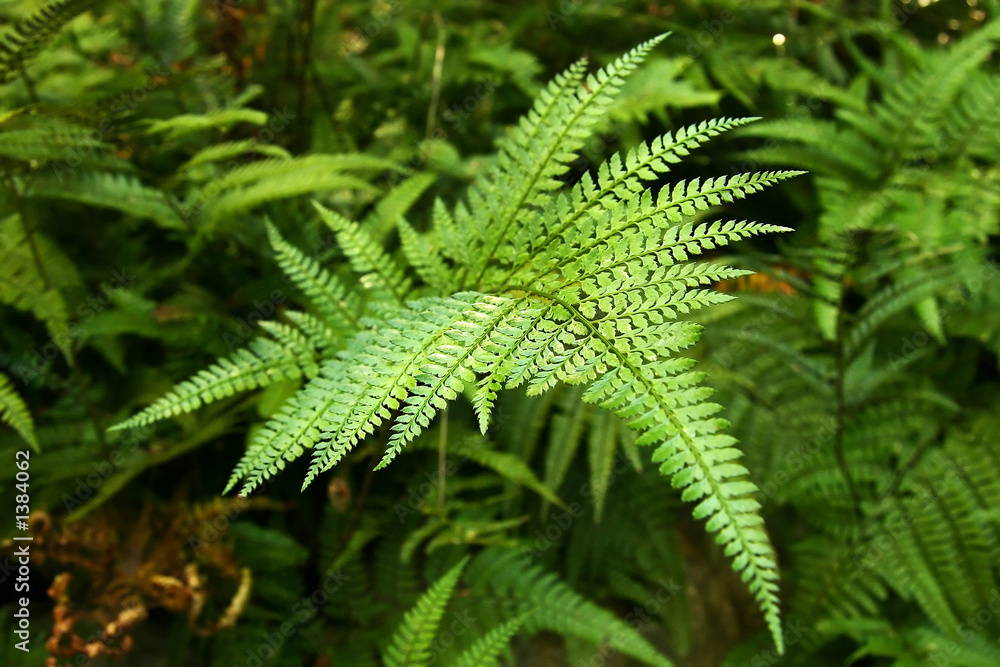 fern from above fern from above