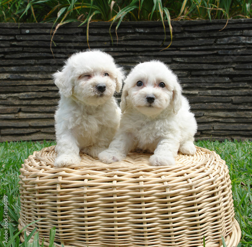 Fotografering two bichon frise puppies