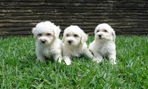 Photographie three bichon frise puppies