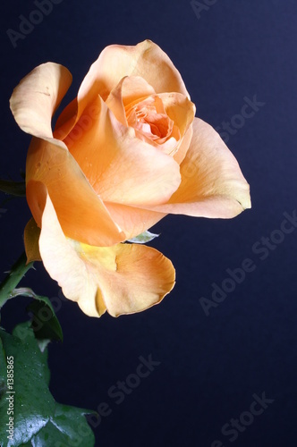 a yellow rose against a black background