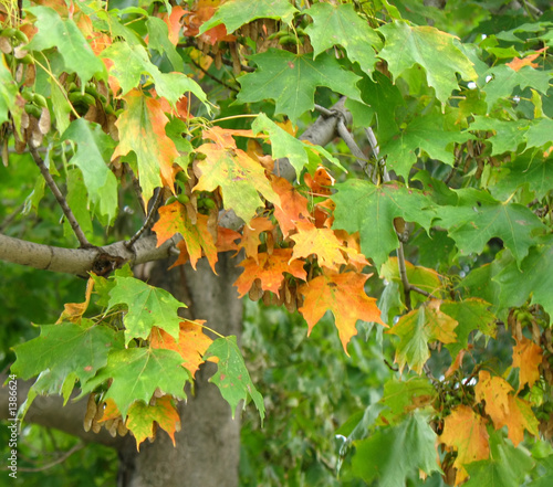 fall leaves