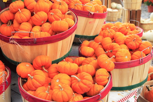 pumpkins