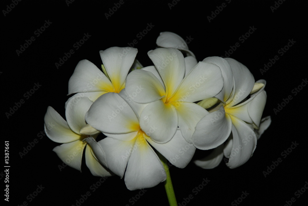 frangipani