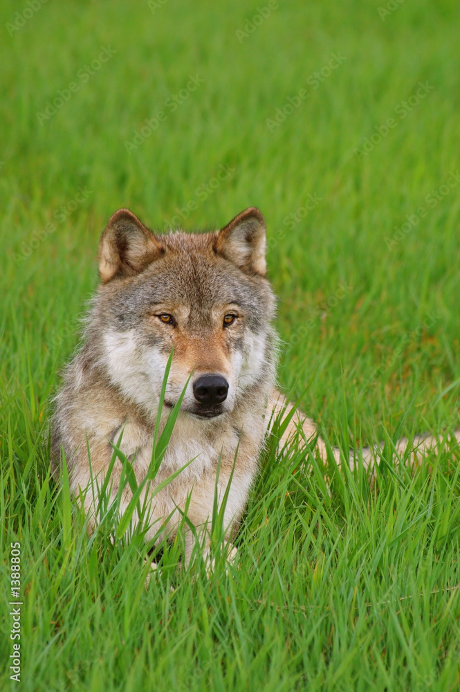 Fototapeta premium rocky mountain grey wolf