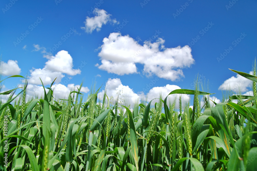 Obraz premium rural spring field