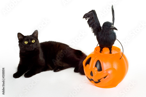 black cat, raven and candy pumpkin. © Leonid Smirnov