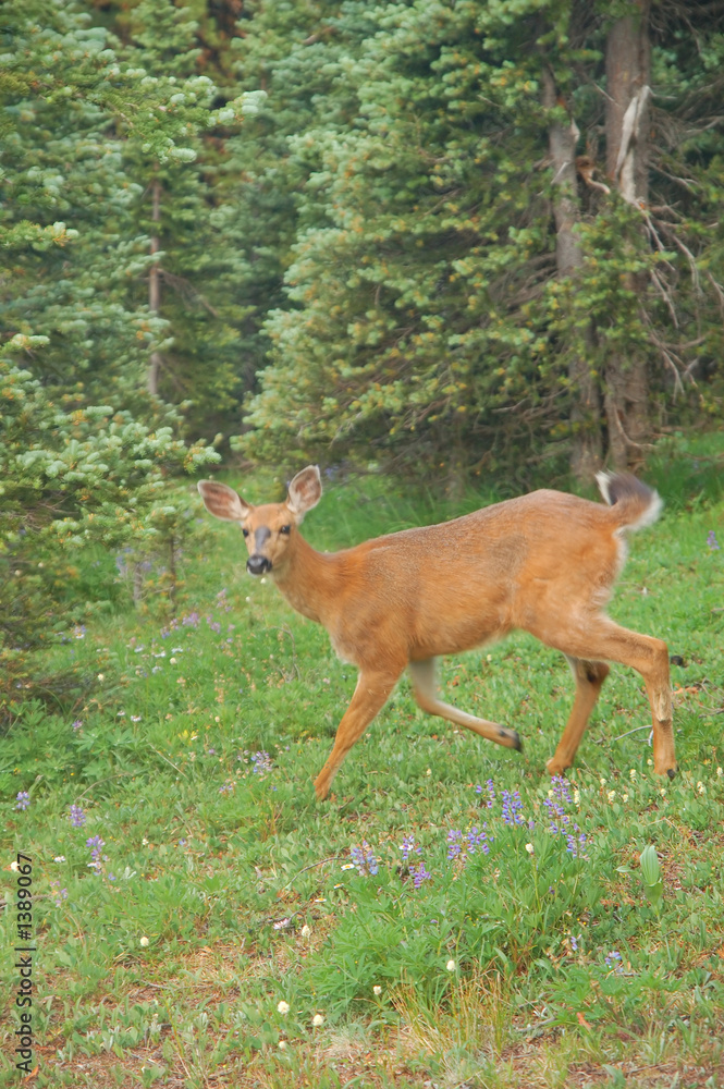 deer in a mountain meadow deer in a mountain meadow