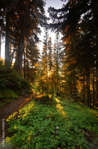 pacific northwest forest