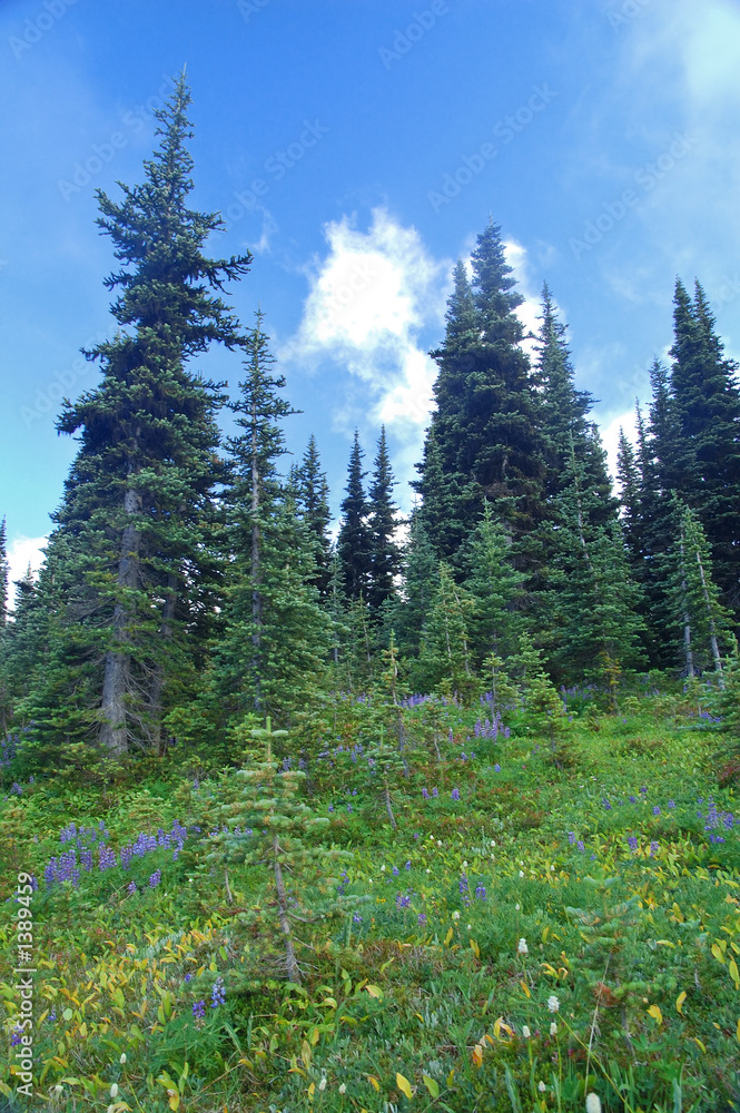 mountain landscape