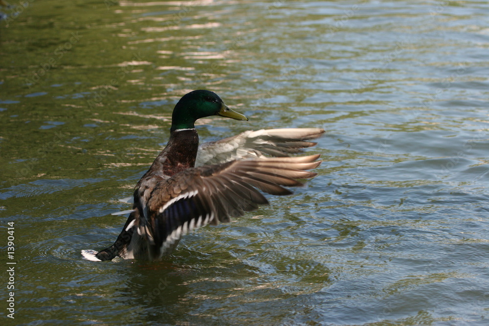 Fototapeta premium duck