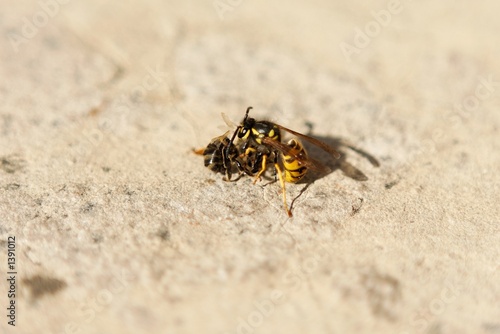 guepe et abeille © GSM